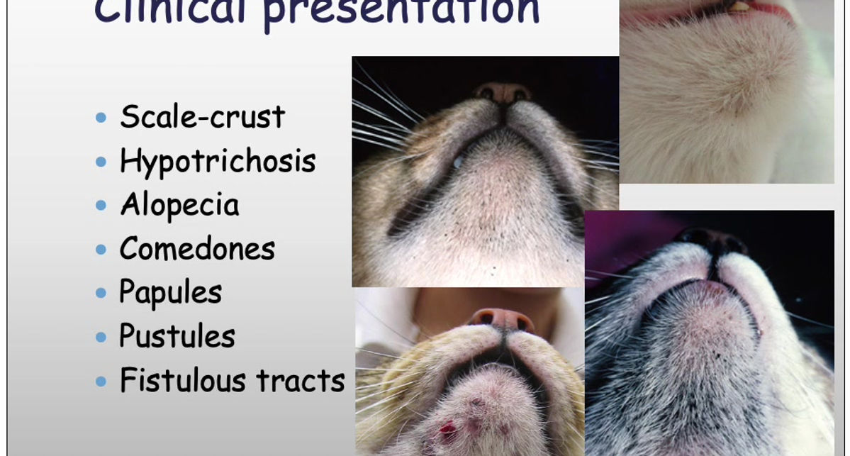 Feline_Acne